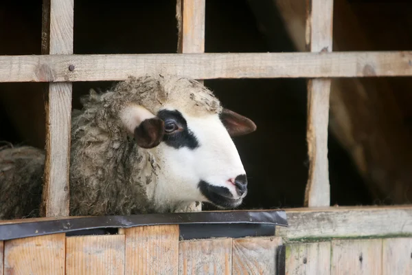 Gros plan des moutons dans une écurie en bois — Photo