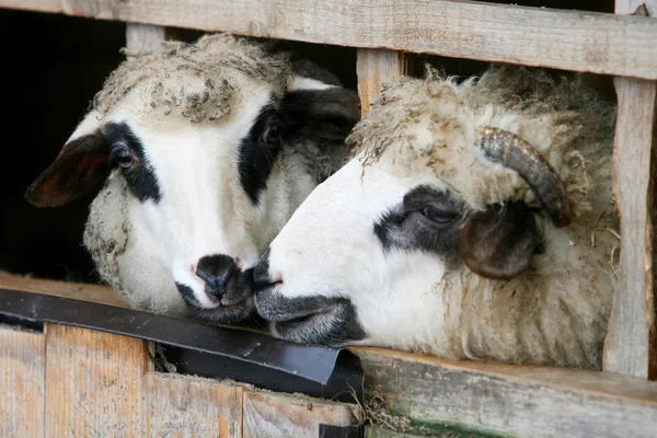 Close up de ovelhas trancadas em barraca de madeira — Fotografia de Stock