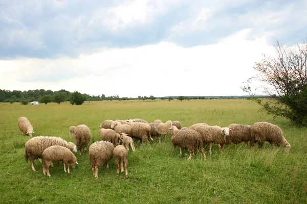 Rebanho de ovelhas no prado — Fotografia de Stock