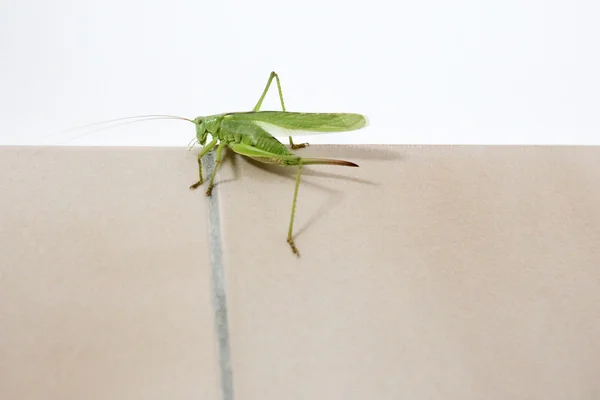 Grasshopper close up — Stock Photo, Image