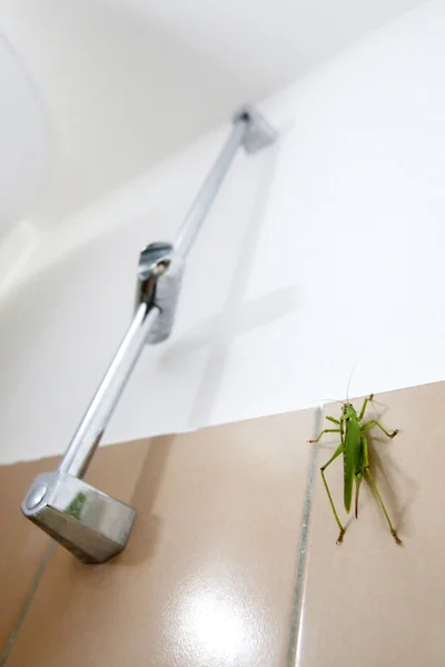 Grasshopper in bathroom — Stock Photo, Image