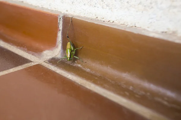 Gräshoppa på badrumsgolvet — Stockfoto