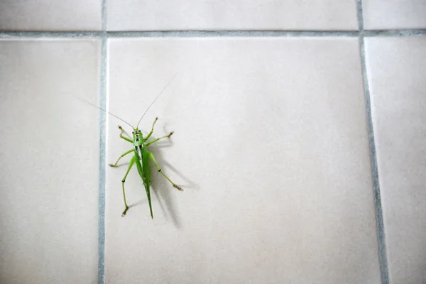 Grasshopper on bathroom tiles — Stock Photo, Image