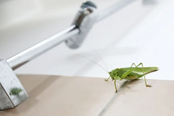 Grasshopper on bathroom wall close up — Stock Photo, Image