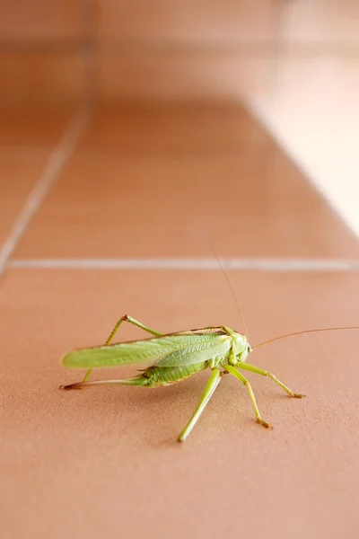 Grasshopper on bathroom wall — Stock Photo, Image