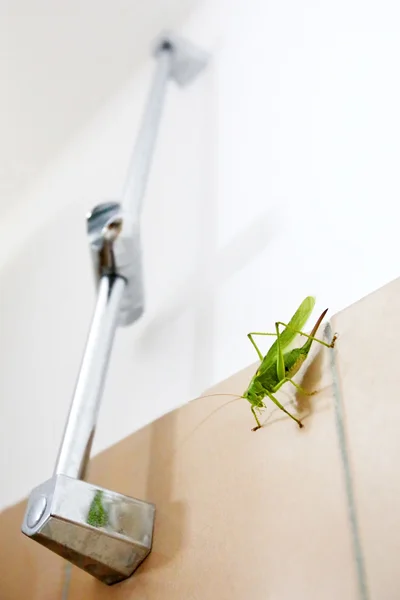 Зеленый кузнечик на стене ванной комнаты — стоковое фото