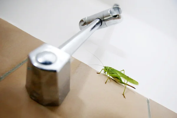 Green grasshopper on wall — Stock Photo, Image