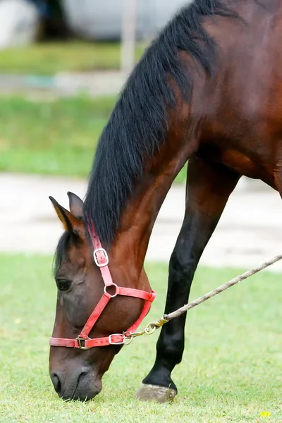 Horse eating grass — Stock Photo, Image