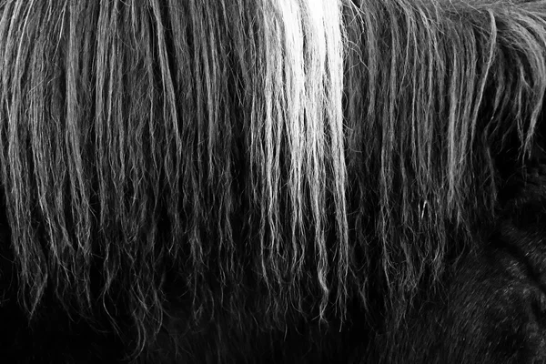 Horsehair b&w close up — Stock Photo, Image