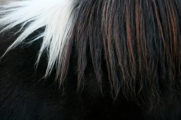 Horsehair close up — Stock Photo, Image