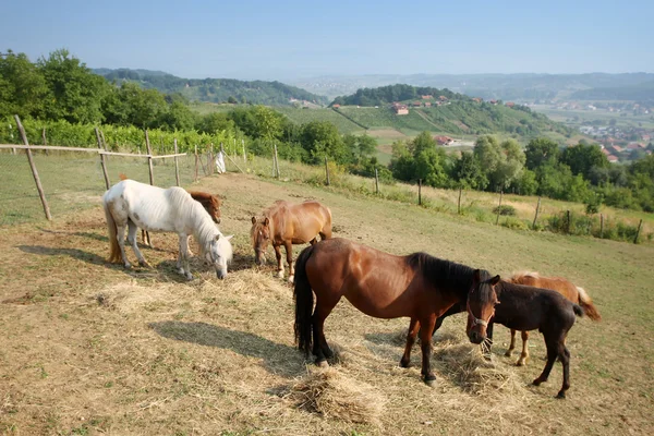 Paarden grazen op weide — Stockfoto