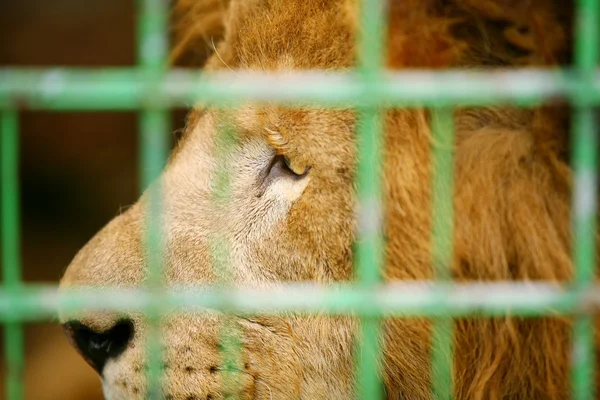 Lion in kooi close-up — Stockfoto