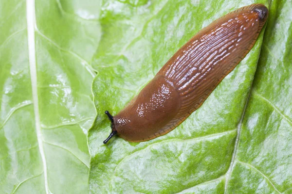 Snigel på gröna blad närbild — Stockfoto