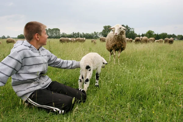 Boy on meadow with cattle — Stock Photo, Image