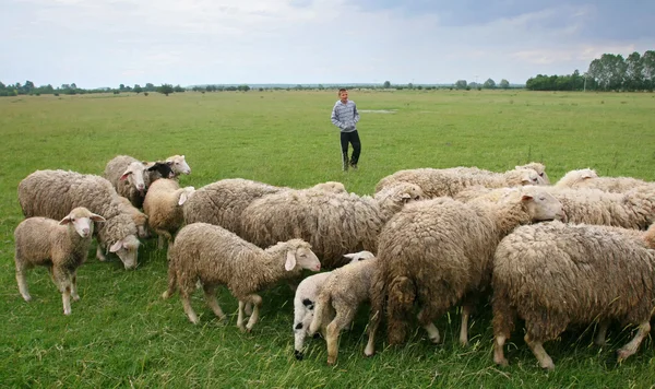 Мальчик присматривает за стадом овец на лугу — стоковое фото