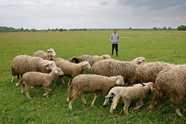 Jongen waakt over de kudde schapen — Stockfoto