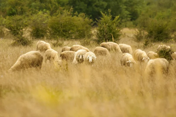 Boskap flock på äng — Stockfoto