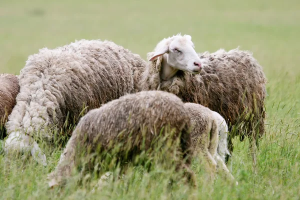 Close up of cattle flock grazing — Stock Photo, Image