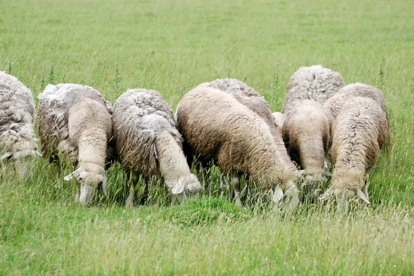 Bliska stada bydła jedzenia trawy — Zdjęcie stockowe