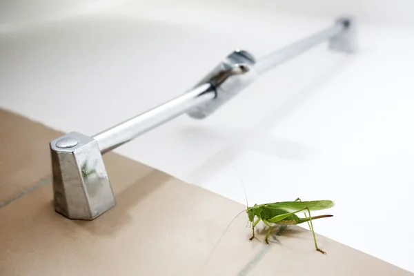 Close up of grasshopper in bathroom — Stock Photo, Image