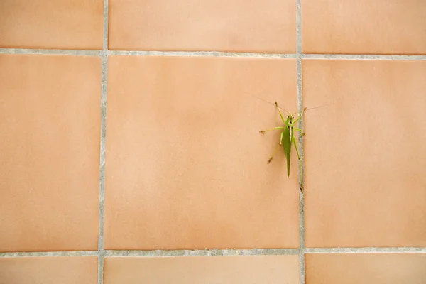 Close up of grasshopper on wall — Stock Photo, Image