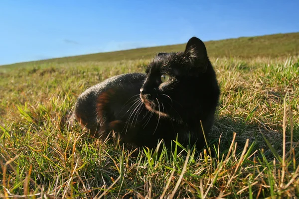 Gato preto na grama no prado — Fotografia de Stock
