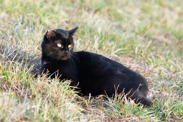 Svart katt i gräs — Stockfoto