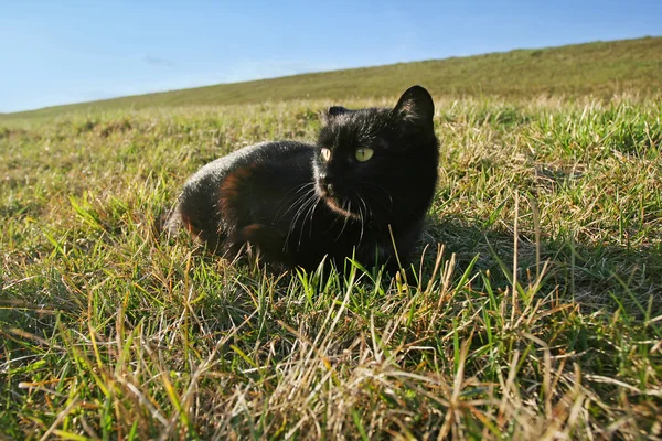 Svart katt liggande i gräset på ängen — Stockfoto