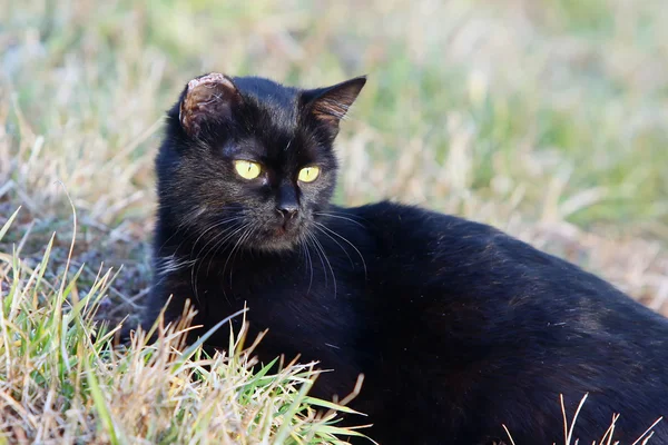 Svart katt liggande i gräset — Stockfoto