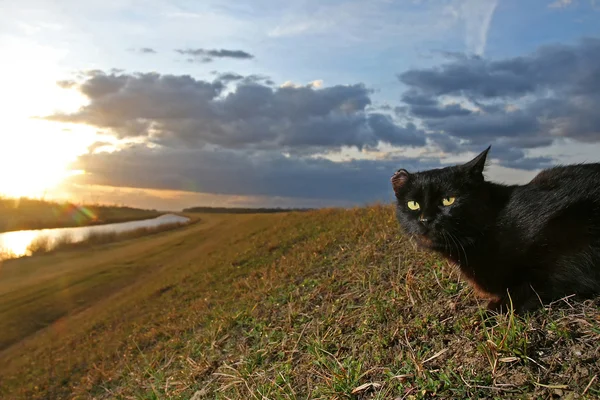 Svart katt liggande på ängen vid solnedgången — Stockfoto