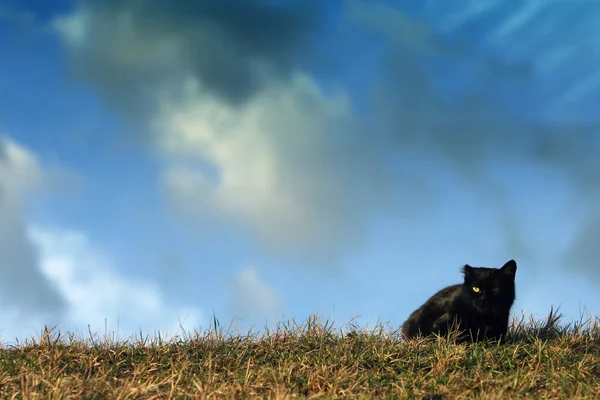 Svart katt liggande på ängen — Stockfoto