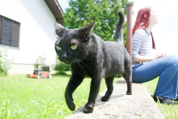 Svart katt på gärdsgården — Stockfoto