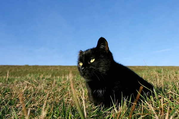 Gato preto no prado — Fotografia de Stock