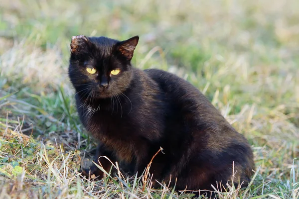 Czarny kot siedzi w trawie — Zdjęcie stockowe