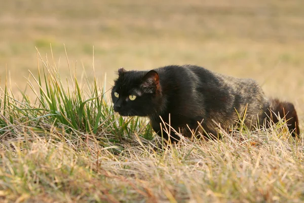 Czarny kot, skradanie się w trawę na polu — Zdjęcie stockowe