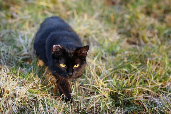 Svart katt smyger i gräs — Stockfoto