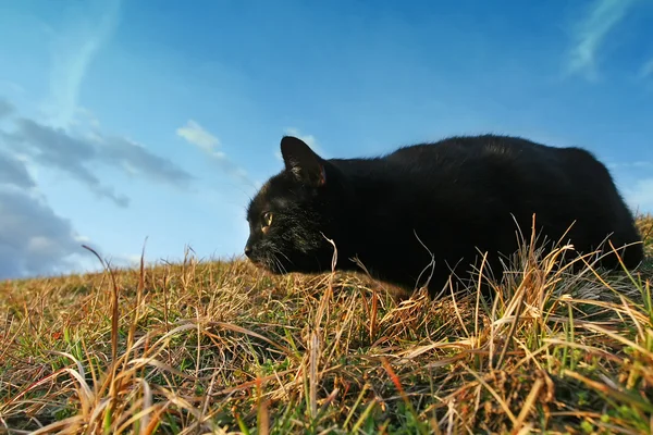 Czarny kot, skradanie się na łące — Zdjęcie stockowe