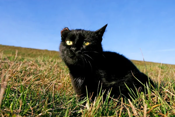 Svart katt med skadade örat på äng — Stockfoto