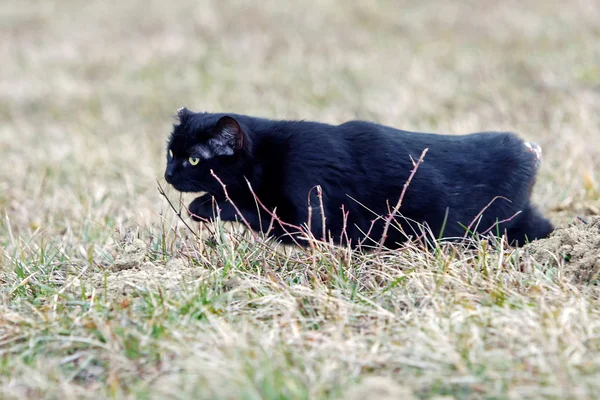 Gato preto sem cauda esgueirando na grama — Fotografia de Stock