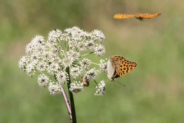 Fjärilar i naturen — Stockfoto