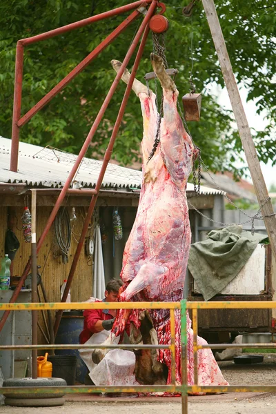 Slager cuting een koe — Stockfoto