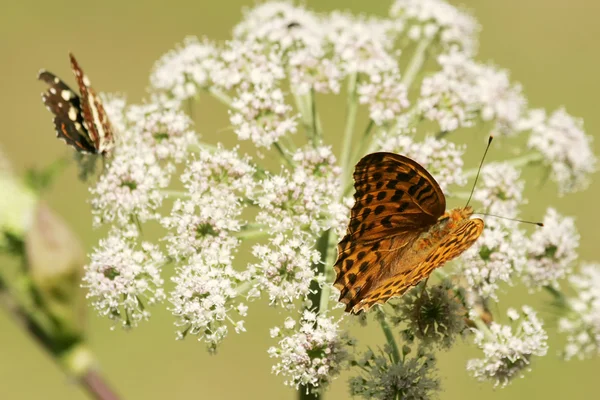 Mariposas en flor — Foto de Stock
