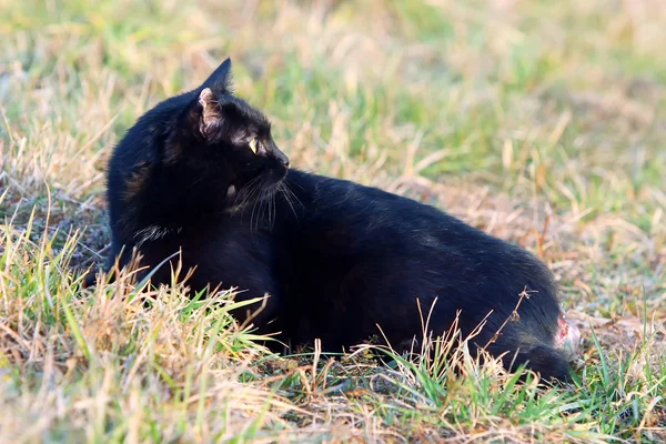 Katt liggande på ängen — Stockfoto