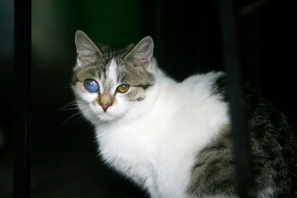 Gato com olho desfigurado — Fotografia de Stock