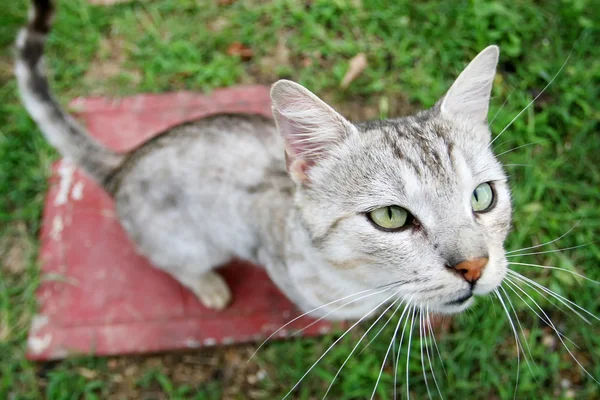 Close up de gato olhando para cima — Fotografia de Stock