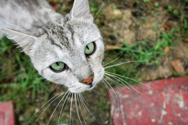 Close up de gato cinza olhando para cima — Fotografia de Stock