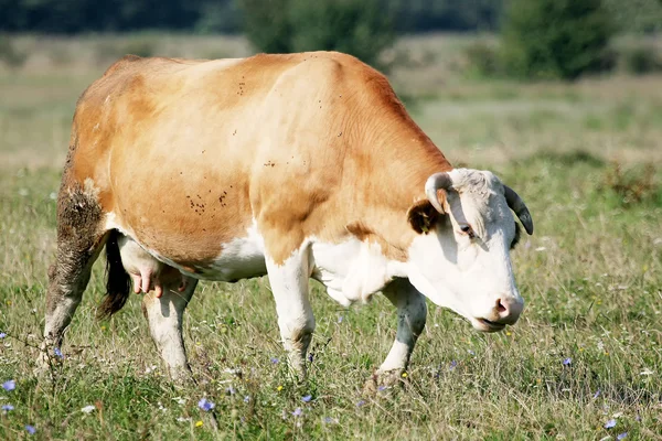 Çayırda otlayan inek — Stok fotoğraf