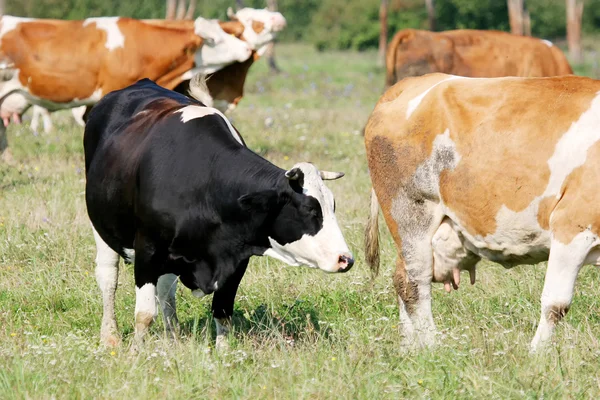 Cows on meadow — Stock Photo, Image