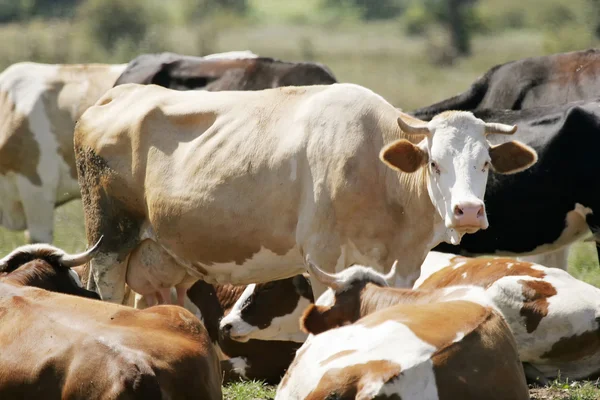 Kudde van koeien op de weide rusten — Stockfoto
