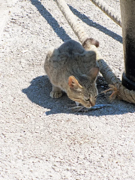 Gri kedi iskelede balık yemek — Stok fotoğraf